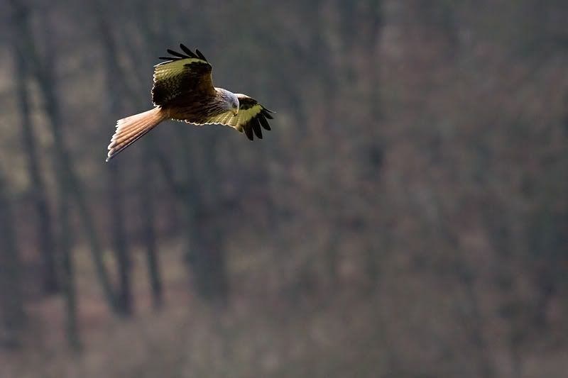 IMAGE: http://img.photobucket.com/albums/v615/beanzzzz/RedKite2copy.jpg