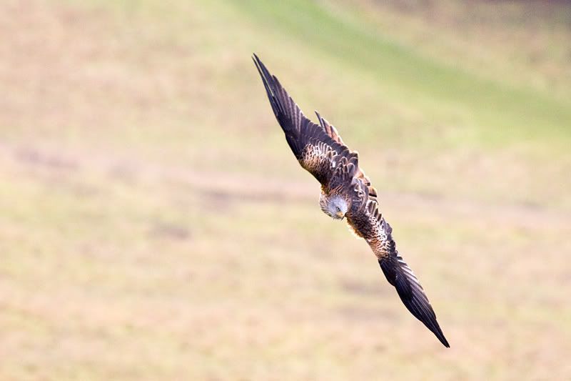 IMAGE: http://img.photobucket.com/albums/v615/beanzzzz/RedKite3copy.jpg