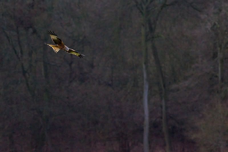 IMAGE: http://img.photobucket.com/albums/v615/beanzzzz/RedKite4copy.jpg