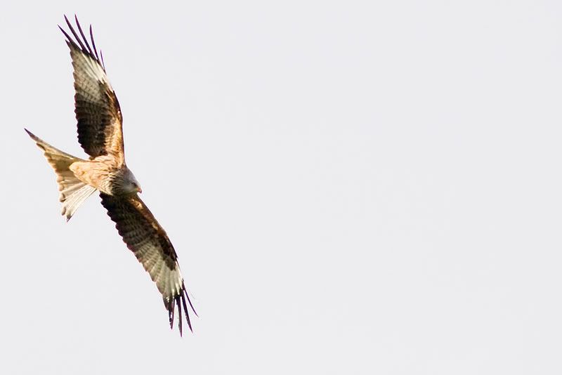 IMAGE: http://img.photobucket.com/albums/v615/beanzzzz/RedKite5copy.jpg