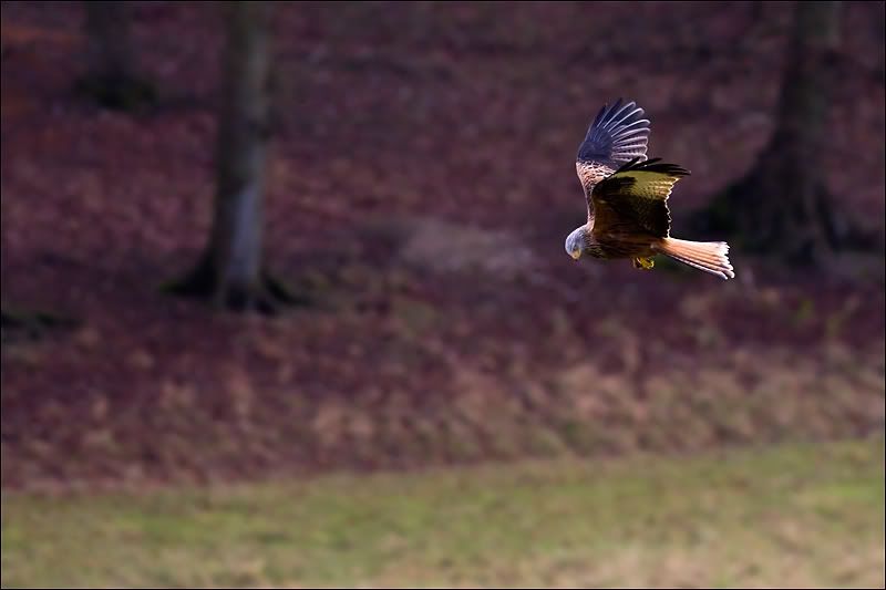 IMAGE: http://img.photobucket.com/albums/v615/beanzzzz/RedKite6bcopy.jpg