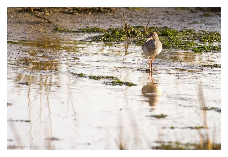 IMAGE: http://img.photobucket.com/albums/v615/beanzzzz/Redshank.jpg