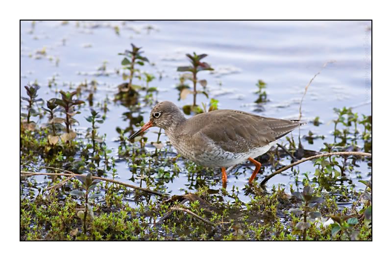 IMAGE: http://img.photobucket.com/albums/v615/beanzzzz/Redshank_webcopy.jpg
