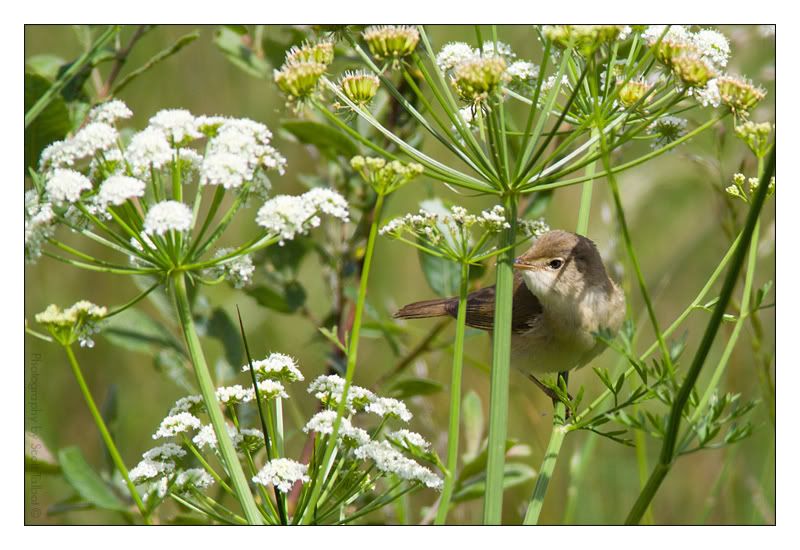 IMAGE: http://img.photobucket.com/albums/v615/beanzzzz/ReedWarbler.jpg