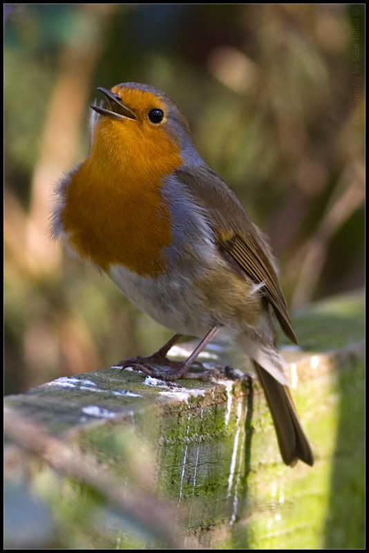 IMAGE: http://img.photobucket.com/albums/v615/beanzzzz/Robin1webcopy.jpg