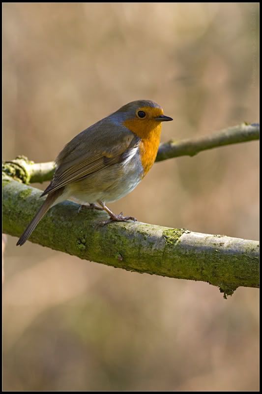 IMAGE: http://img.photobucket.com/albums/v615/beanzzzz/Robin2webcopy.jpg