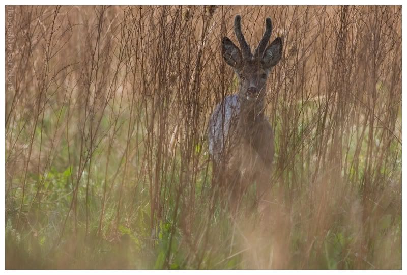 IMAGE: http://img.photobucket.com/albums/v615/beanzzzz/RoeBuck_webcopy.jpg