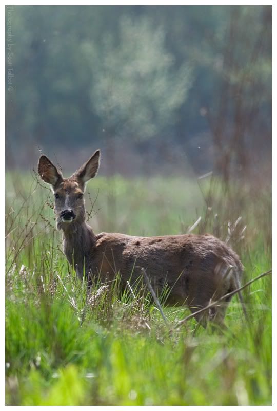 IMAGE: http://img.photobucket.com/albums/v615/beanzzzz/RoeDoePortrait_webcopy.jpg