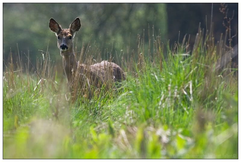 IMAGE: http://img.photobucket.com/albums/v615/beanzzzz/RoeDoe_webcopy.jpg