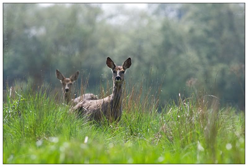 IMAGE: http://img.photobucket.com/albums/v615/beanzzzz/RoeDoes_webcopy.jpg