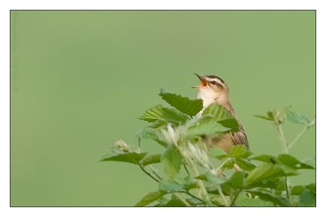 IMAGE: http://img.photobucket.com/albums/v615/beanzzzz/SedgeWarblercopy.jpg