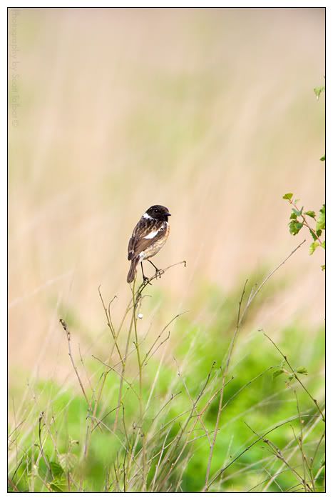 IMAGE: http://img.photobucket.com/albums/v615/beanzzzz/Stonechat_1_webcopy.jpg