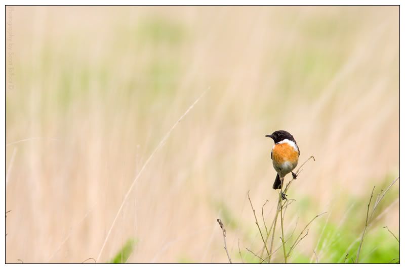 IMAGE: http://img.photobucket.com/albums/v615/beanzzzz/Stonechat_2_webcopy.jpg