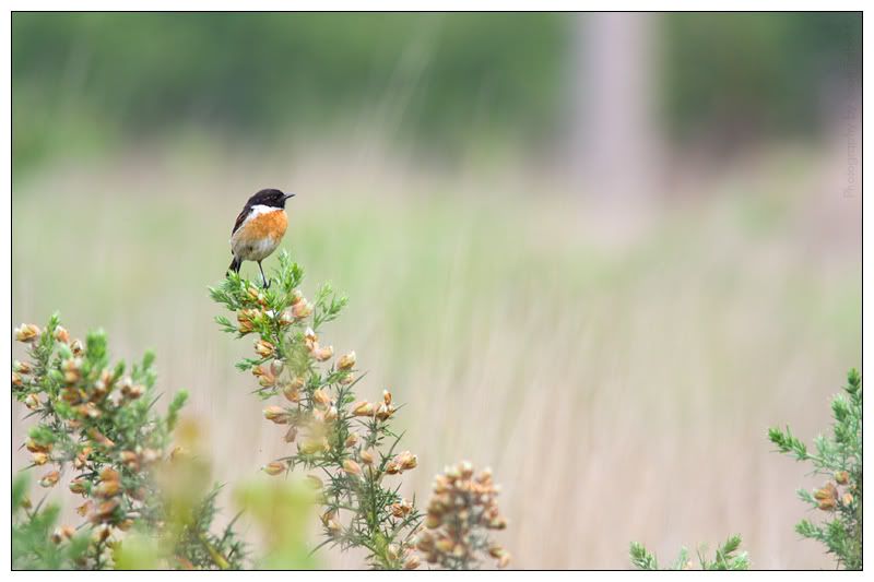 IMAGE: http://img.photobucket.com/albums/v615/beanzzzz/Stonechat_3_webcopy.jpg