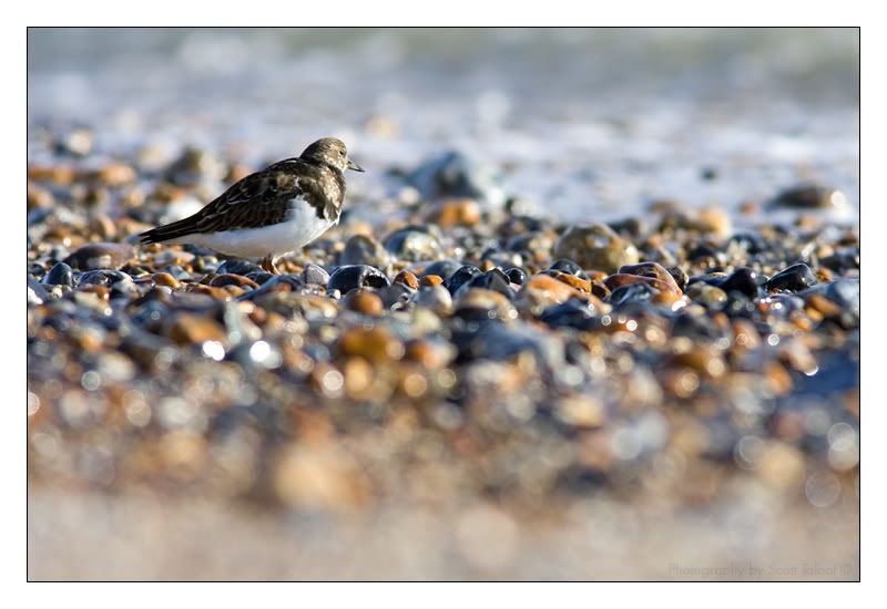 IMAGE: http://img.photobucket.com/albums/v615/beanzzzz/Turnstone_wintercopy.jpg