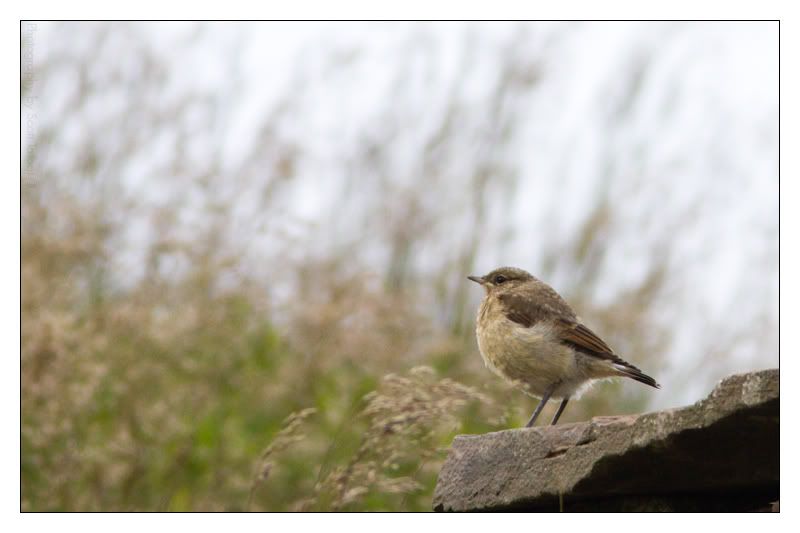 IMAGE: http://img.photobucket.com/albums/v615/beanzzzz/WheatearJuvenile_webcopy.jpg