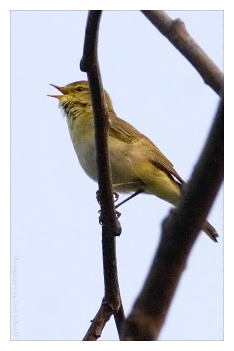 IMAGE: http://img.photobucket.com/albums/v615/beanzzzz/WillowWarblercopy.jpg