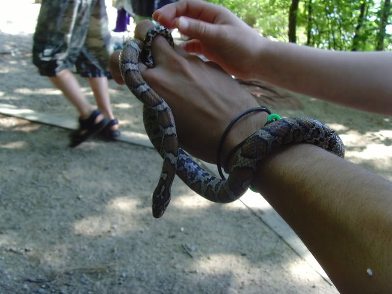 eastern milk snake Image