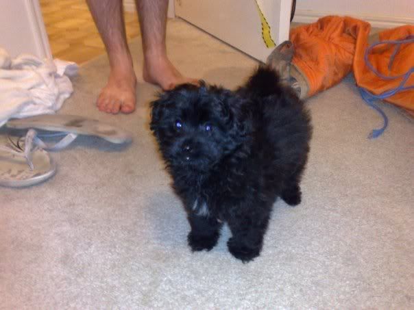 Pomeranian Toy Poodle