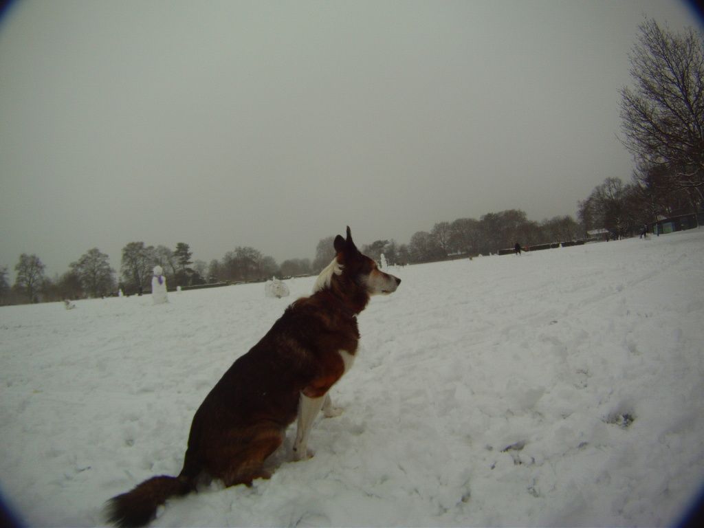 DogSnow2.jpg