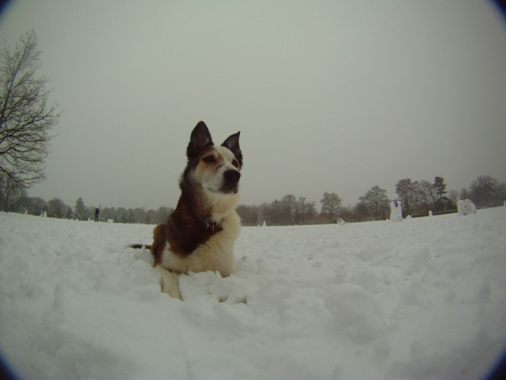 DogSnow3.jpg