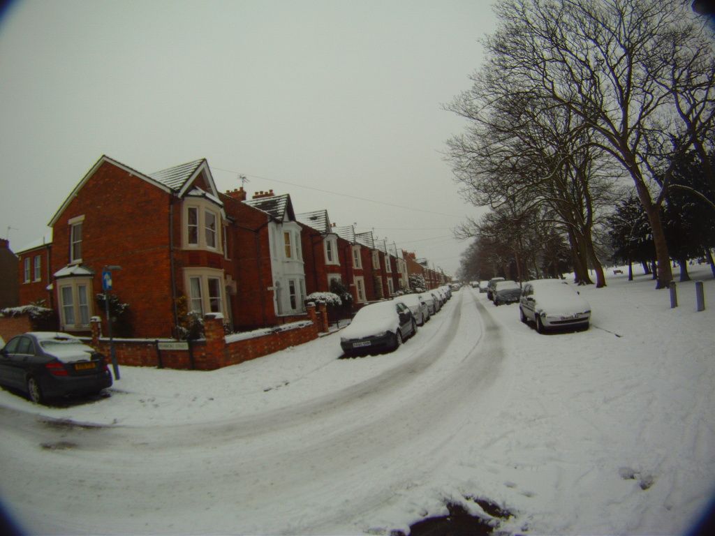 DogSnow4.jpg