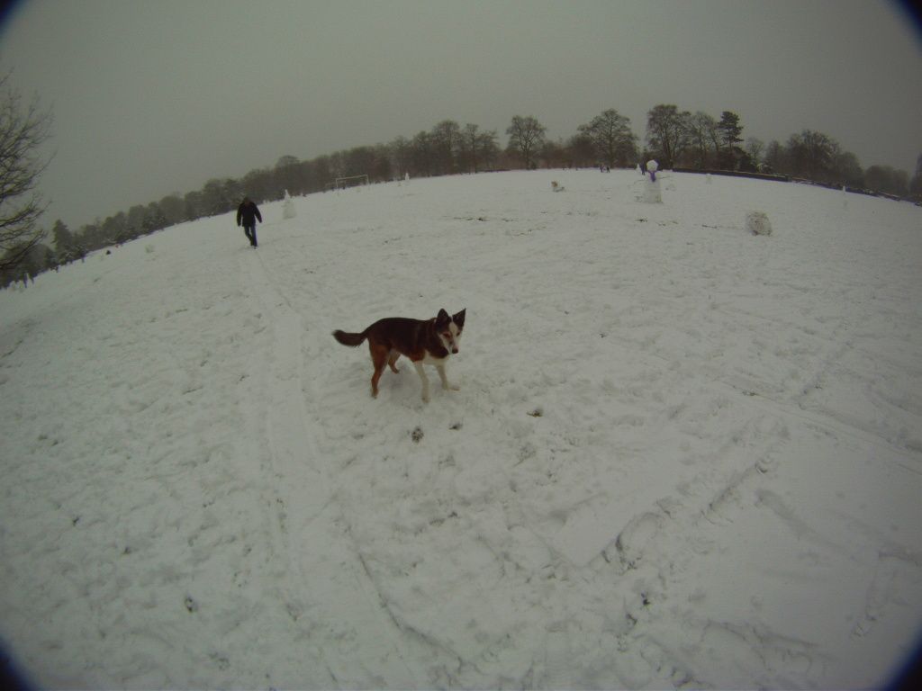 Dogsnow1.jpg