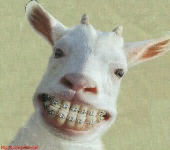 [Image: Goat2520Smiley28229.jpg]