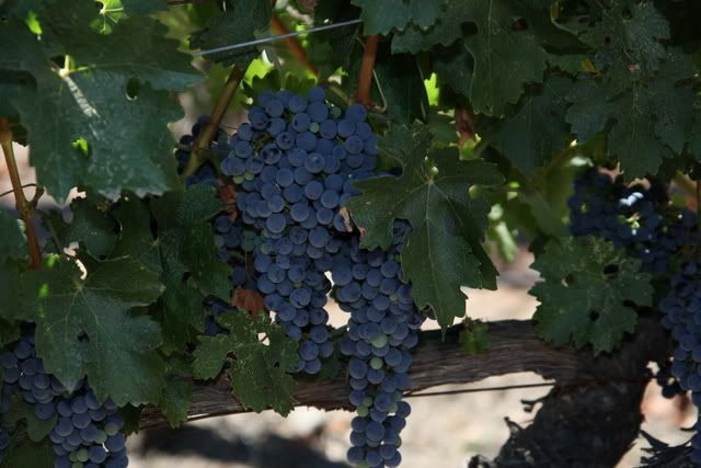 IMAGE: http://img.photobucket.com/albums/v616/jptsr1/DPPP_0171-1.jpg