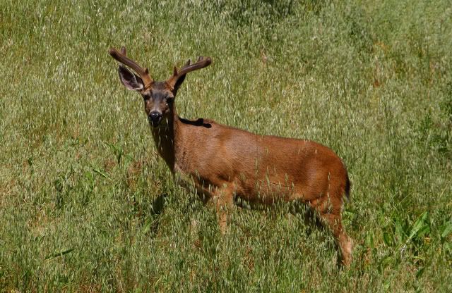 IMAGE: http://img.photobucket.com/albums/v616/jptsr1/IMG_5287copy.jpg