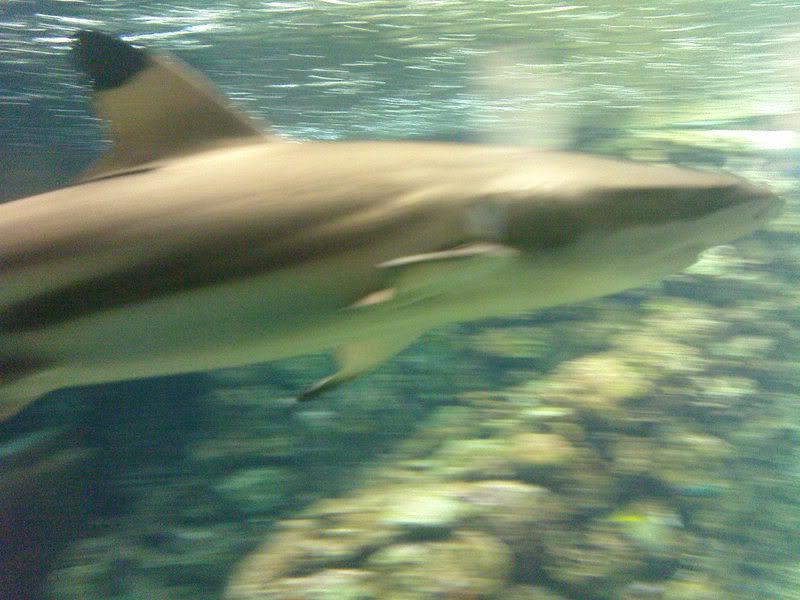 DSC00118.jpg