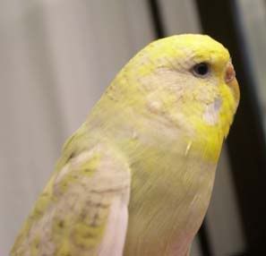 wise_budgie.jpg