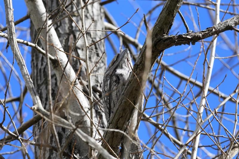 IMAGE: http://img.photobucket.com/albums/v617/KimFitz/FrogM-2Large_zpsbf0eb69c.jpg