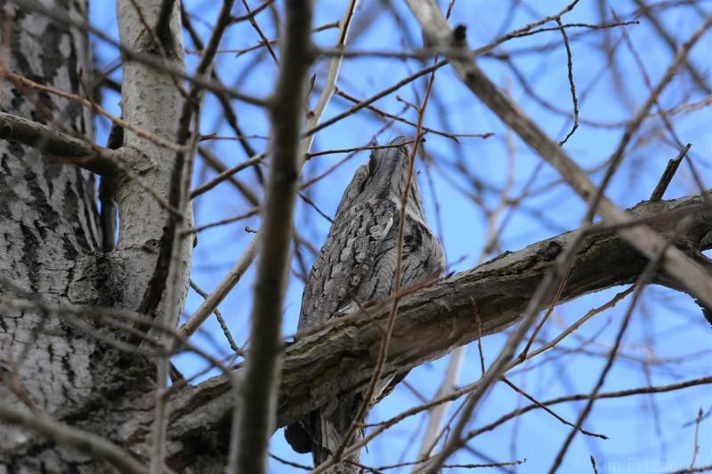 IMAGE: http://img.photobucket.com/albums/v617/KimFitz/FrogM-3Large_zpsadc333f4.jpg