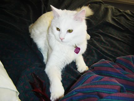kitty.jpg