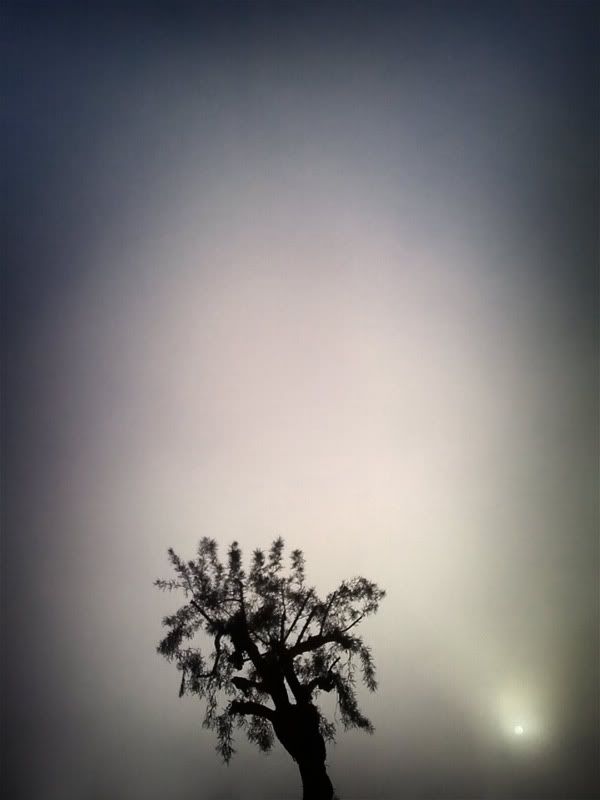 fog_30-30-11.jpg