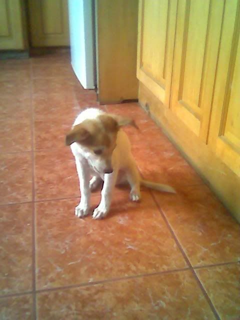 new puppy, bahay 2005