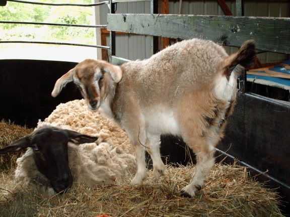 Arnold the goat and Fiona the Sheep