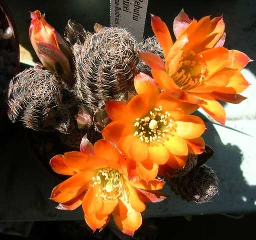 Rebutia-knizei-01.jpg