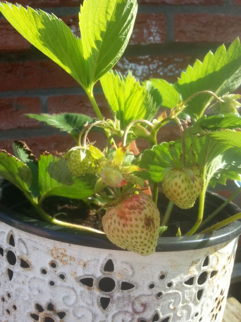 20130608_085208.jpg