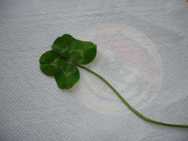 DSC00675.jpg