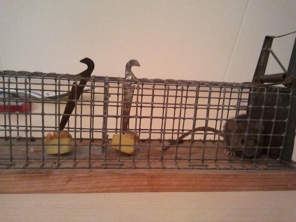 Muis.jpg