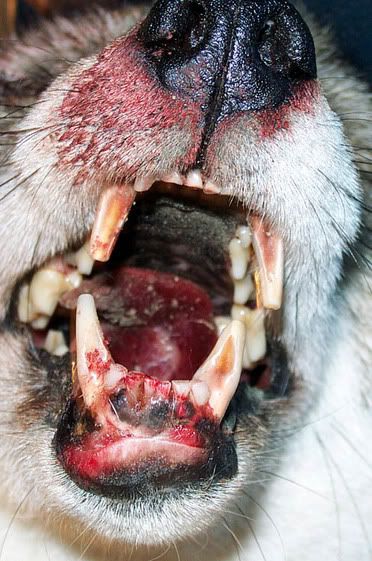 Teeth-front_view_12-4-01.jpg