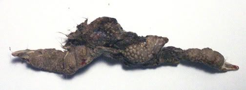 Coyote_Dung_1-A--small.jpg