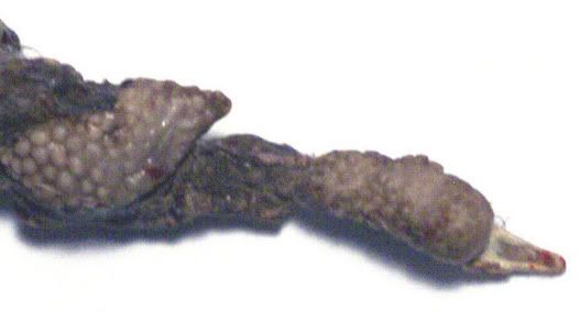 Coyote_Dung_1-B--small.jpg