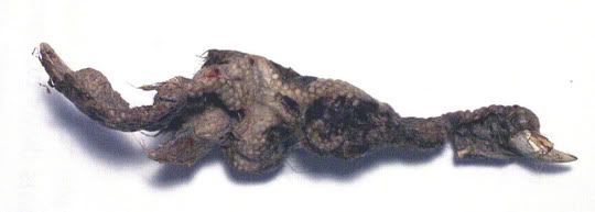 Coyote_Dung_2-A--small.jpg