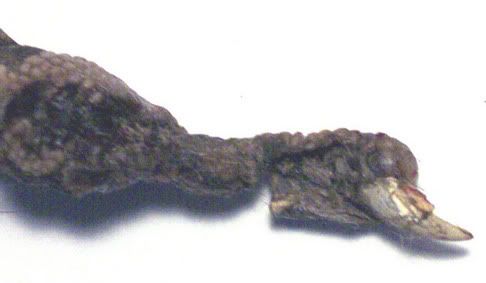 Coyote_Dung_2-B--small.jpg