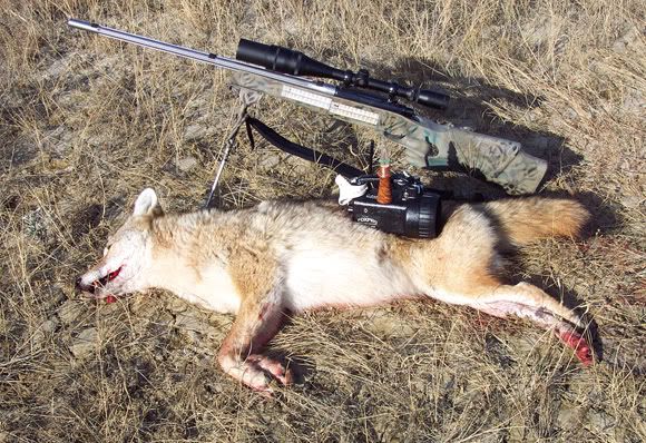 Coyote_2_gun_FoxPro_Call_closeup--s.jpg