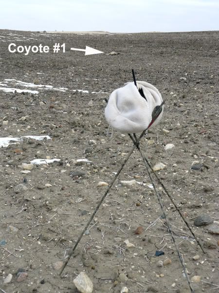 Call_close_coyote-text--small.jpg
