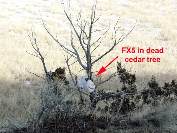FX5_in_tree--small.jpg